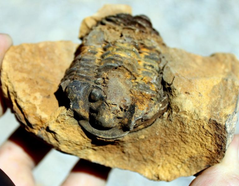 TRILOBIT - ORIGINALFOSSIL