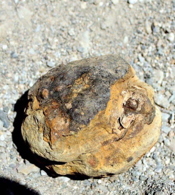 TRILOBIT - 450 Mio.Jahre alt - 画像3