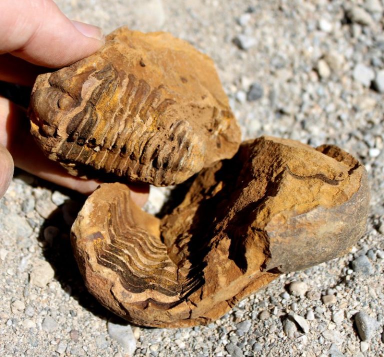 TRILOBIT in Geode