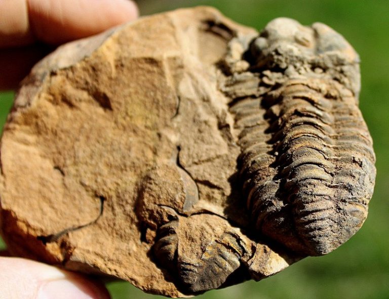TRILOBIT - ORIGINALFOSSIL !
