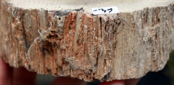 Versteinerter BAUMFARN – Bild 3