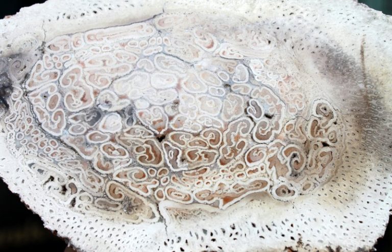 TITEA SINGULARIS - BAUMFARN