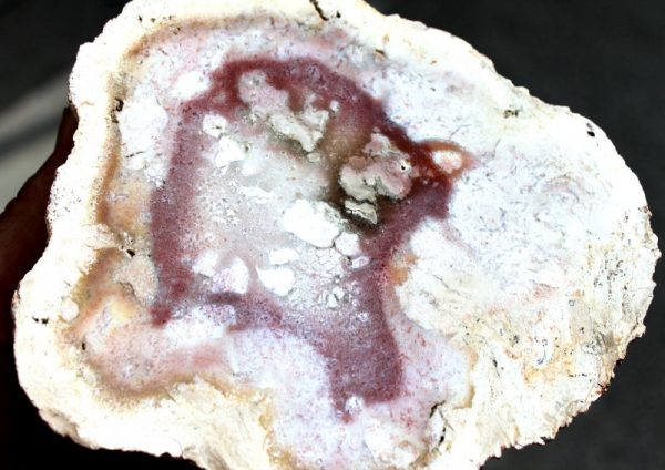TITEA SINGULARIS - 275 Mio.Jahre alt – Bild 3