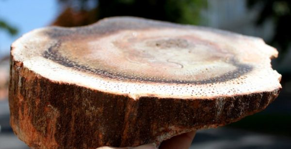 BAUMFARN - TITEA SINGULARIS – Bild 2