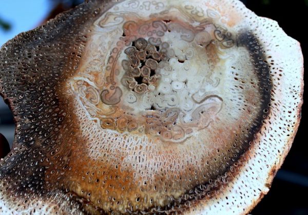 BAUMFARN - TITEA SINGULARIS – Bild 3