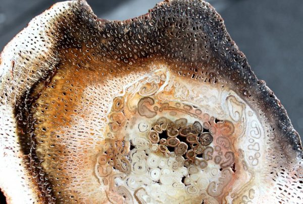 BAUMFARN - TITEA SINGULARIS – Bild 4