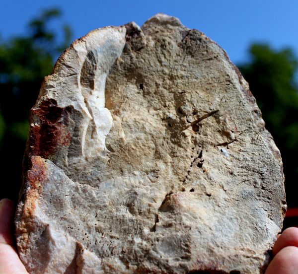 Versteinerter BAUMFARN - Image 3