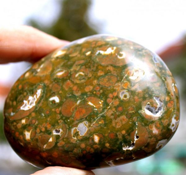 Regenwald RHYOLITH - Australien – Bild 2
