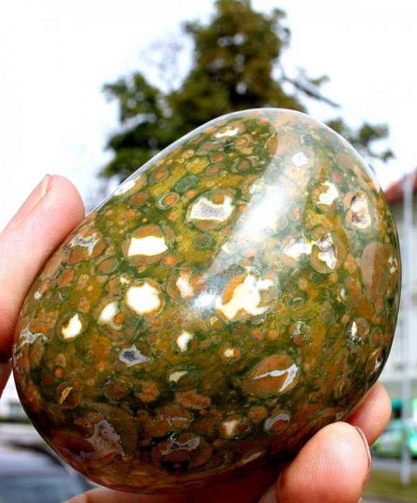 Regenwald RHYOLITH - Australien – Bild 3