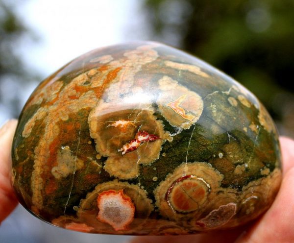 Toller REGENWALD RHYOLITH - Australien – Bild 2
