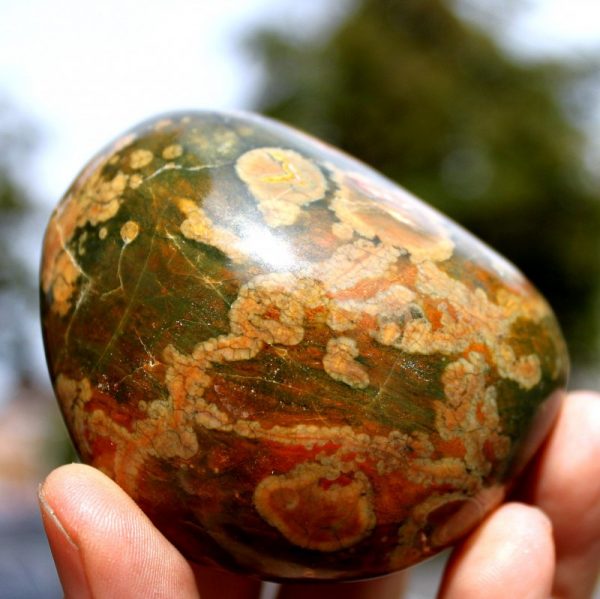 Toller REGENWALD RHYOLITH - Australien – Bild 3