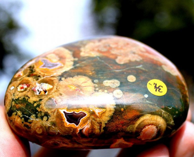 Toller REGENWALD RHYOLITH - Australien