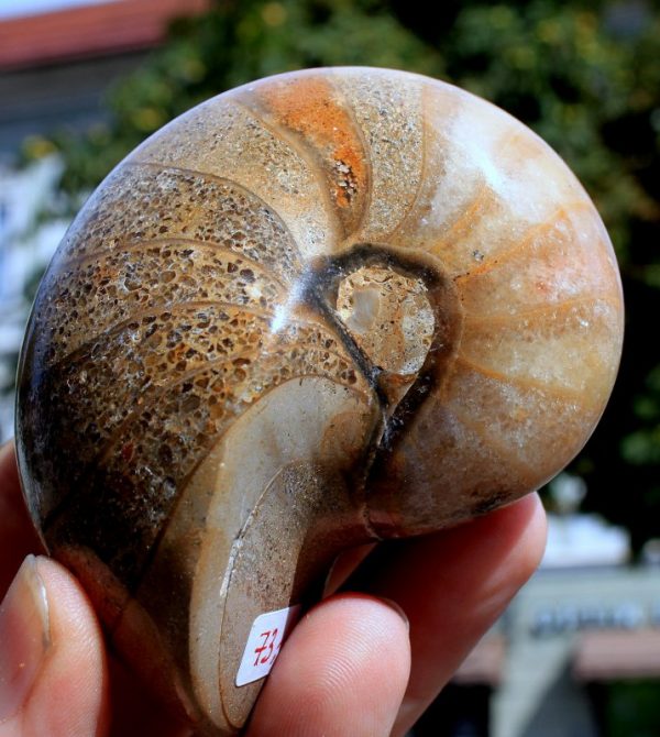 NAUTILUS Cymatoceras - 100 Millionen Jahre alt - 画像2