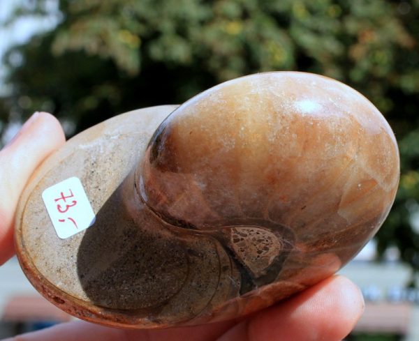 NAUTILUS Cymatoceras - 100 Millionen Jahre alt - 画像3