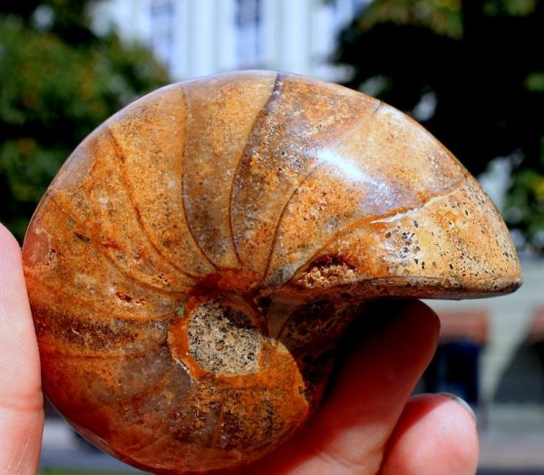 Seltener NAUTILUS  Madagaskar - 画像2