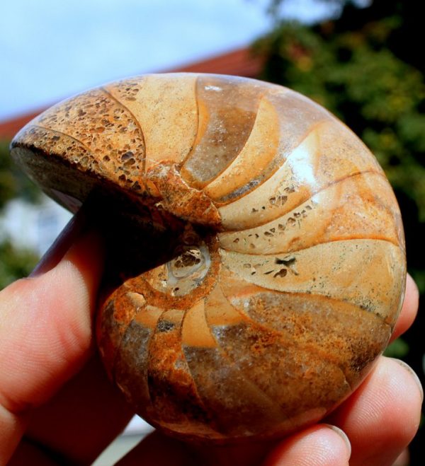 Seltener NAUTILUS  Madagaskar - 画像3