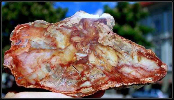 VERSTEINERTES HOLZ - ARAUKARIE - 画像2