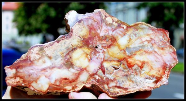 VERSTEINERTES HOLZ - ARAUKARIE - 画像4