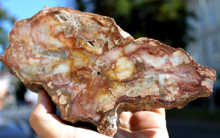 VERSTEINERTES HOLZ - ARAUKARIE