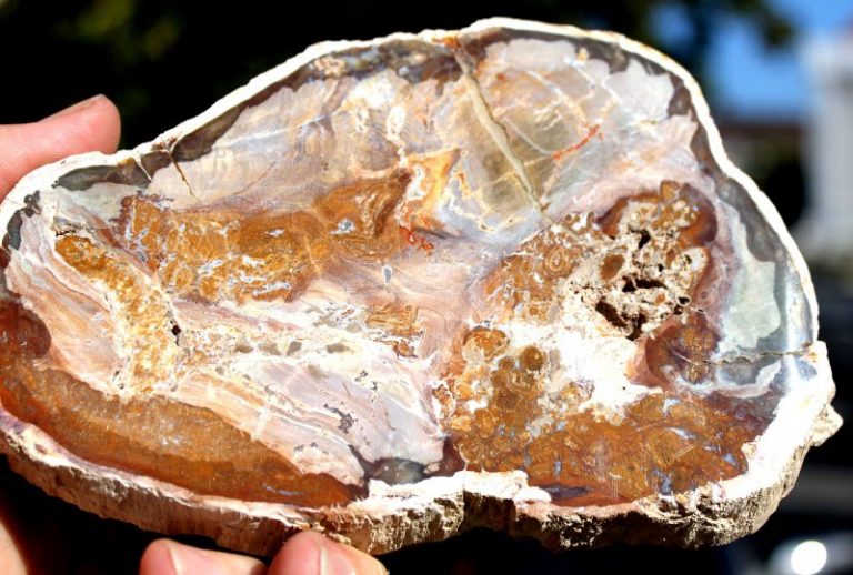 Verst. HOLZ - Madagaskar