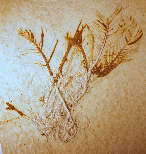 TOPRARITÄT: SEELILIE - SOLNHOFEN - 画像2