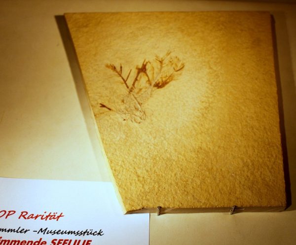TOPRARITÄT: SEELILIE - SOLNHOFEN - 画像3