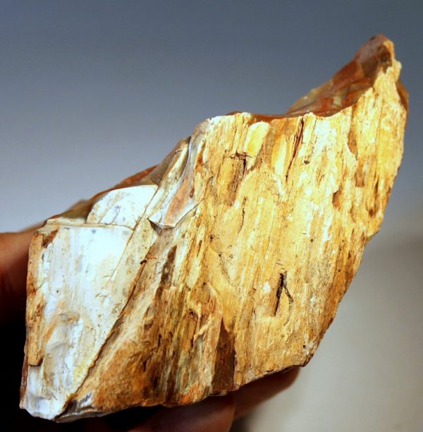 Versteinertes HOLZ - ARIZONA - Image 3