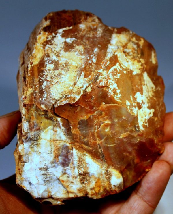 Versteinertes HOLZ - ARIZONA - Image 4