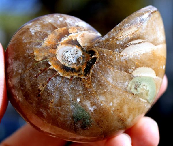 NAUTILUS – Bild 2
