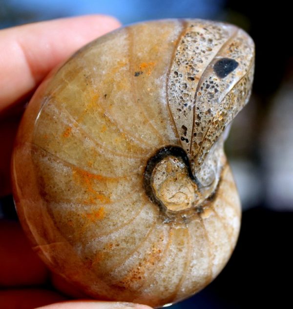 NAUTILUS CYMATOCERAS - Image 3