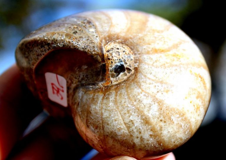 NAUTILUS CYMATOCERAS