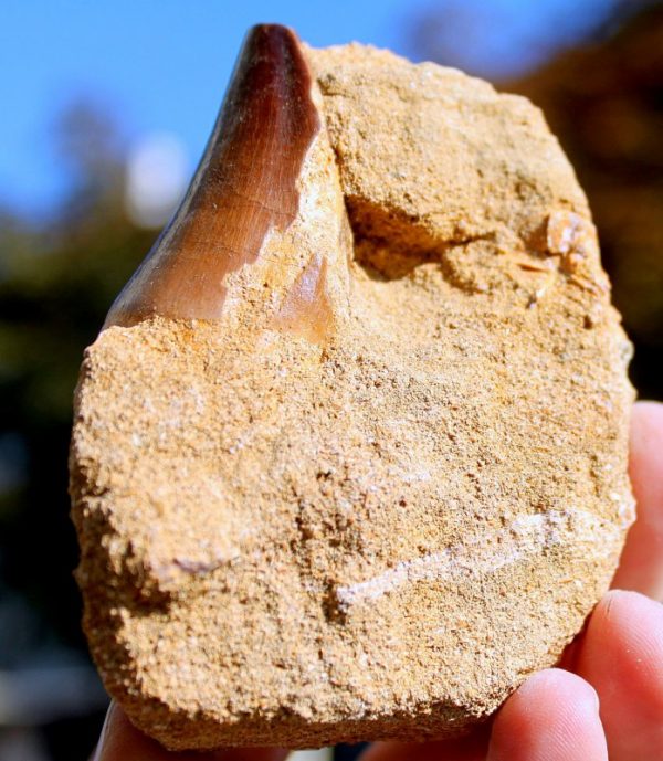 MOSA SAURIR - ORIGINALZAHN – Bild 3