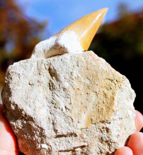 UR HAI ZAHN - Originalfossil - Image 2