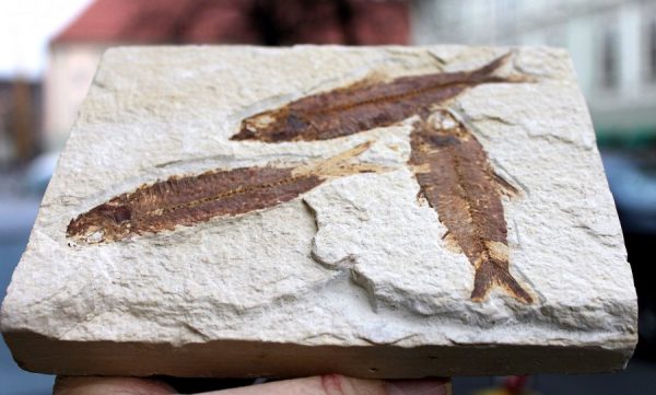 Versteinerte FISCHE - WYOMING - Image 2