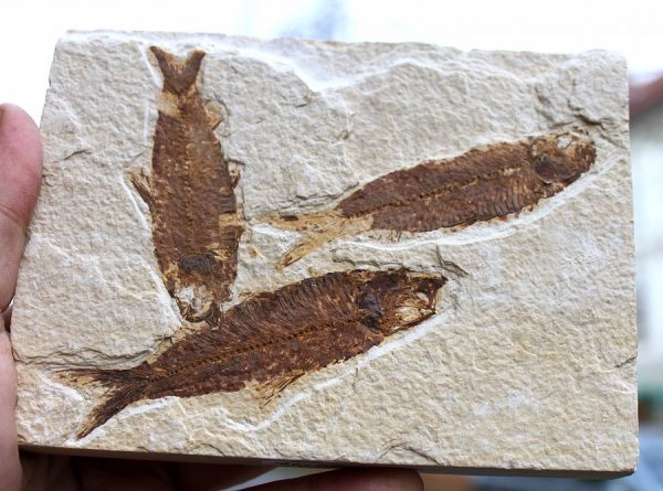 Versteinerte FISCHE - WYOMING - Image 3