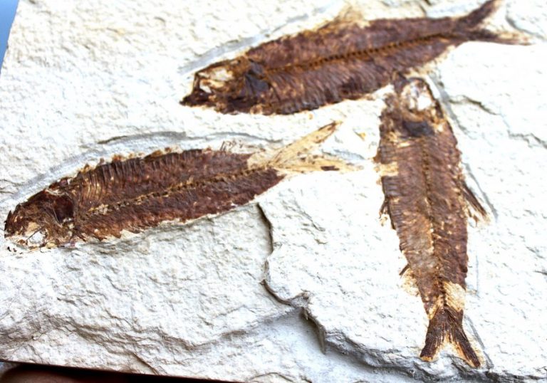 Versteinerte FISCHE - WYOMING