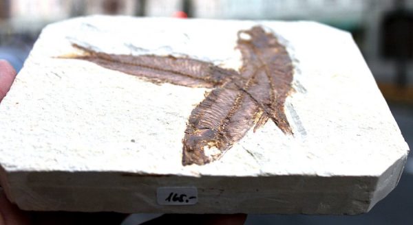 Versteinerte FISCHE - 55 Mio. Jahre alt - 画像2