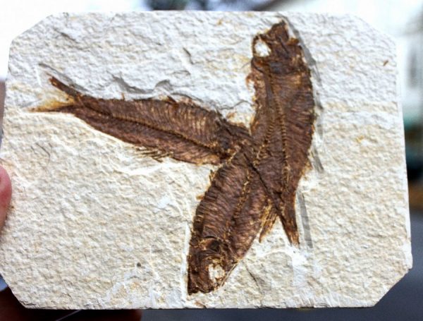 Versteinerte FISCHE - 55 Mio. Jahre alt - 画像3