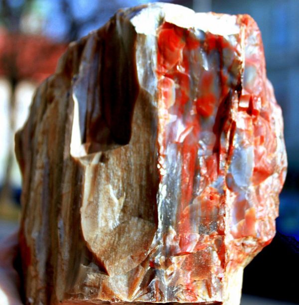 VERSTEINERTES HOLZ - ARIZONA - Image 2
