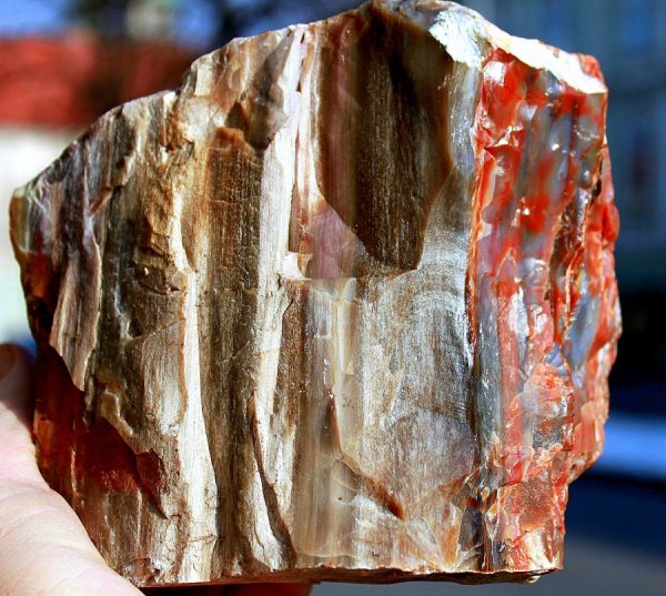 VERSTEINERTES HOLZ - ARIZONA - Image 3