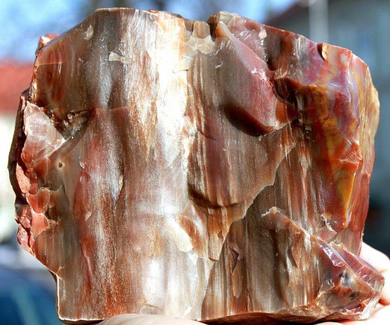VERSTEINERTES HOLZ - ARIZONA