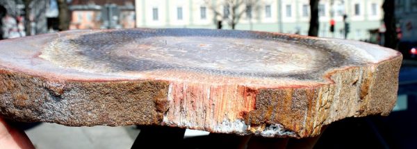 VERSTEINERTES HOLZ - RARITÄT - Image 3