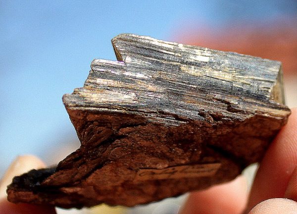 MUSCOVIT xx - SAUALPE – Bild 3