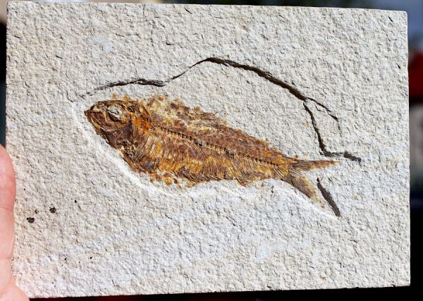 "KNIGHTIA" FOSSILER FISCH – Bild 3