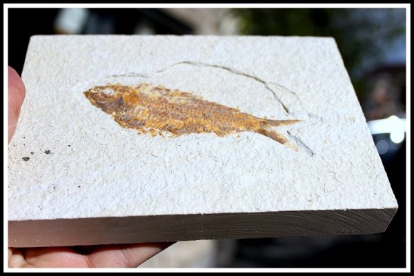 "KNIGHTIA" FOSSILER FISCH – Bild 2