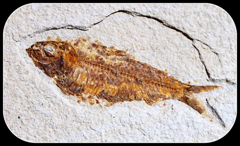 "KNIGHTIA" FOSSILER FISCH