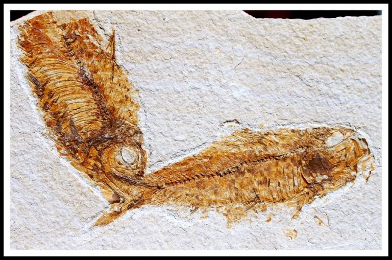 VERSTEINERTE FISCHE - WYOMING