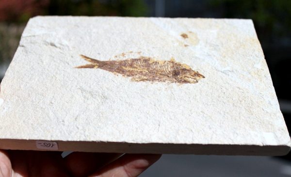 VERSTEINERTER FISCH - 55 Mio. Jahre alt – Bild 3