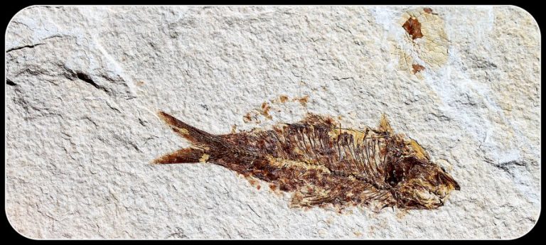 VERSTEINERTER FISCH - 55 Mio. Jahre alt