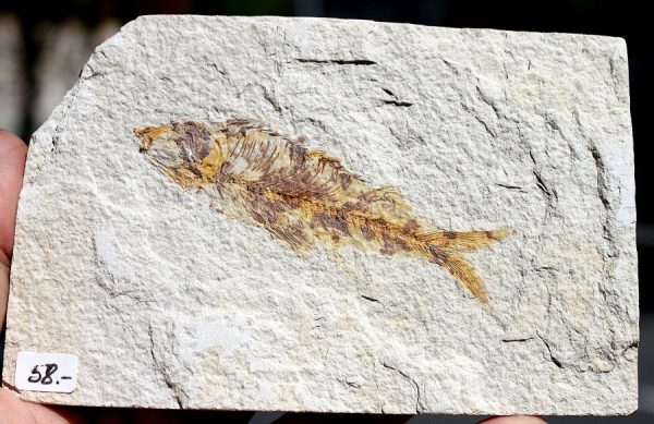 VERSTEINERTER FISCH - USA – Bild 2